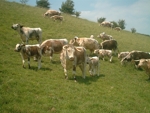 Some of the Tetford Herd grazing on the Lincolnshire Wolds during a fine summer's day.
