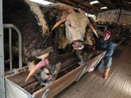 Charles with some of the cattle, housed for the winter, being fattened for Meridian Meats.