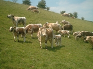 Some of the Tetford Herd grazing in the Lincolnshire Wolds. 
