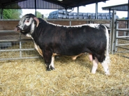 Tetford Monarch in August 2007. He was sold in October that year to become Stock Bull at Keith Mason's Woodlands Herd in Waltham Abbey, Essex. 