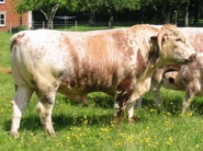 Tetford Nobleman in June 2008. He was sold in July that year to Richard & Claire Aldiss to become the Stock Bull at Park Farm, National Trust Hardwick. 