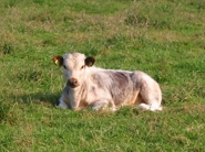 A Tetford calf resting in the sunshine.