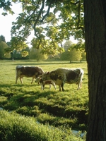 Two of our foundation cows, Croc Mhor Matilda and Ash Mistletoe with thier calves at foot grazing at Tetford in 2005.